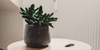 Find Your Perfect Housemate - List of Top 15 Indoor Plants